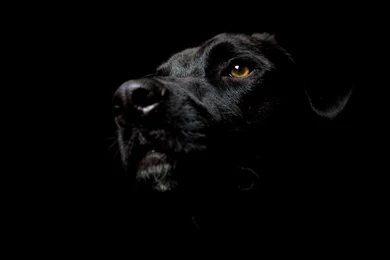 Listen Smile Agree Robert Downey Jr Wallpapers 137368