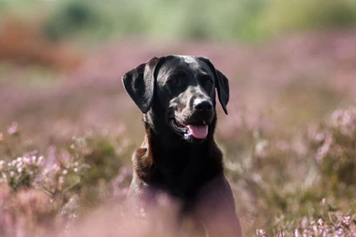 Black Labrador Dog In Garden Wallpaper Desktop 1280x800.jpg