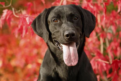 Black Labrador Wallpapers