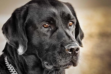 Black Labrador Retriever Wallpapers   (