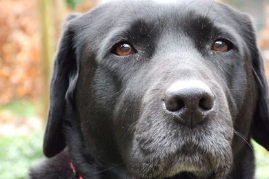 Black Lab Dog Pictures   Wallpapers HD Base