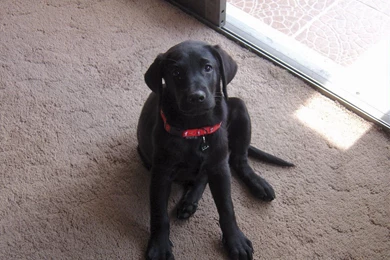 Windows Wallpaper, Lila   Pride And Joy Of Jose. A Labrador ...