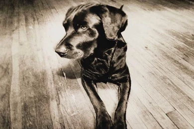 Free Desktop Wallpaper, Best Friend