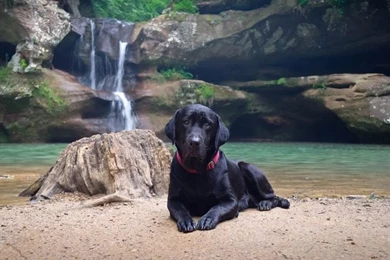 Wet sad black labrador 24823.jpg