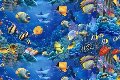 Download Fish The Sea Colorful Wallpapers 2516x1284