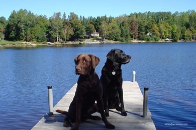 Labrador Center   Labrador Retriever Desktop And Background Images