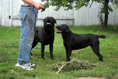 Black Lab English Mastiff Mix   Nyengir.co