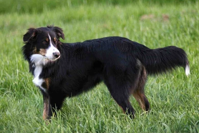 Black Lab Desktop Wallpapers   Nyengir.co