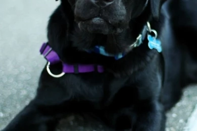 Sony Xperia Z1, ZL, Z, Samsung Galaxy S4, HTC One Labrador ...