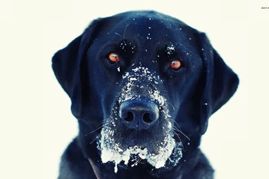 Black Lab In The Snow Wallpapers   Animal Wallpapers