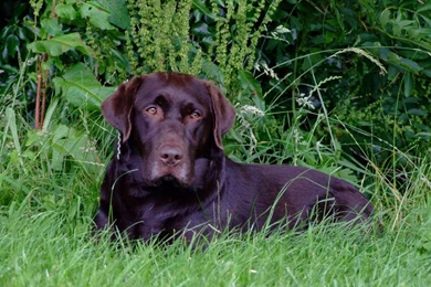 Chocolate Lab Wallpapers