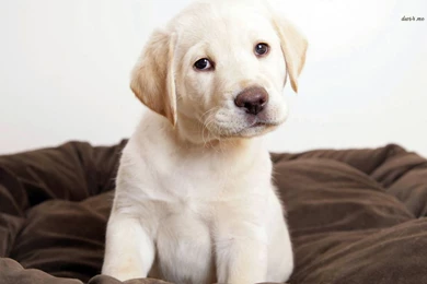 Black Labrador Dog Wallpapers Pictures Photos Images ...