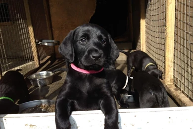 Black Labs For Sale 3 Desktop Wallpapers   DogBreedsWallpapers.com