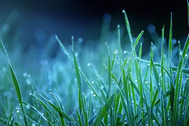 Night, Grass, Bokeh, Dew :: Wallpapers