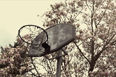 Trees Basketball Genetikk Wallpapers