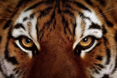 Tiger Face   Wallpaper.