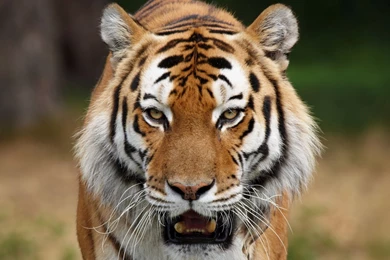 1920x1440 Face Tiger Wallpapers