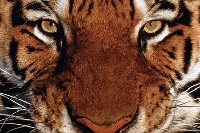The Face Of The Bengal Tiger 1600x900 Wallpapers,Tiger 1600x900 ...