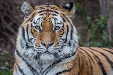 Tiger Wild Cat Face Eyes Wallpapers