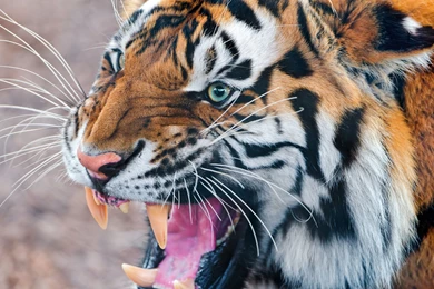 Page 2: 4K Ultra HD Tiger Wallpapers HD, Desktop Backgrounds ...