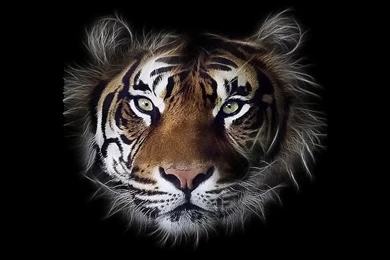 Tiger Face Wallpapers ~ Free HD Desktop Wallpapers Download