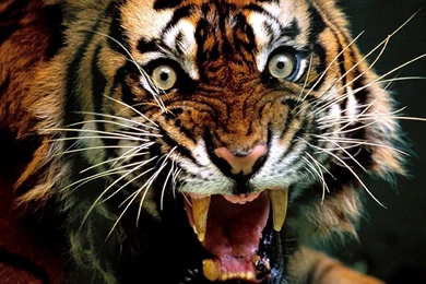 Tiger Face Drawing   Wallpaper.