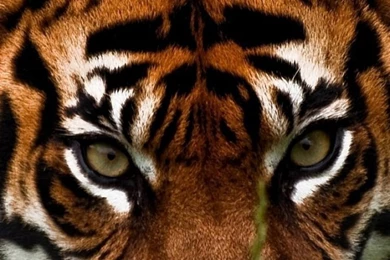 Download Wallpapers 750x1334 Tiger, Face, Aggression, Animal iPhone ...