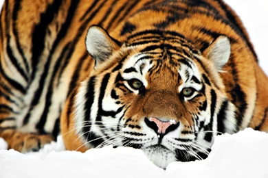 Siberian Tiger Face   Wallpaper.