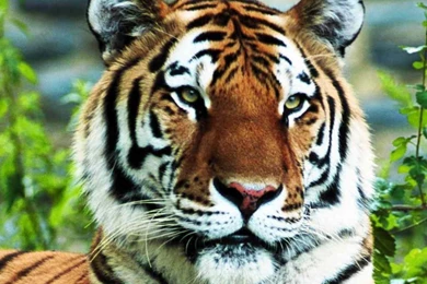 Roaring lion photo wallpapers