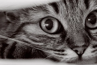 Tiger Face Wallpapers