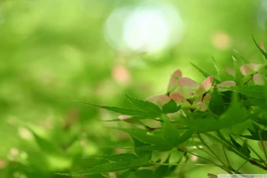 Laurie Raised By Teenagers: Best Nature Wallpapers HD