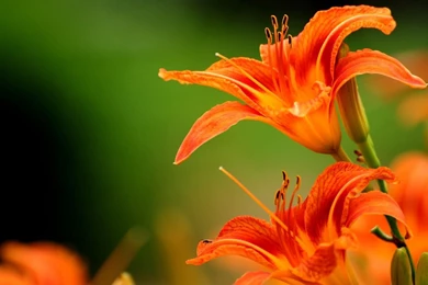 Orange Flowers Wallpapers