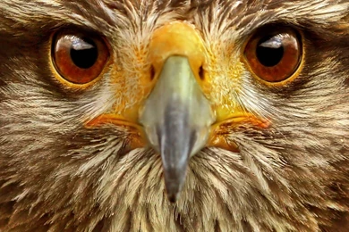Download Animal Animals Backgrounds Bird Birds Brown Eyes Wallpapers ...