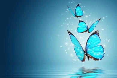 Butterflies   1920 X 1080 HDTV 1080p Wallpapers
