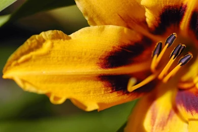 1080p HD Flower Wallpapers