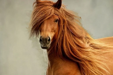 Red Runner Horses Wild Animals Riding Mane