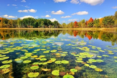 Nature Autumn Forest Lake Wallpapers