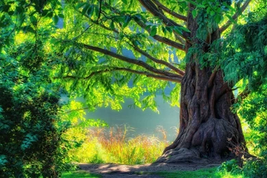 Nature Spring Green Tree Forest Wallpapers