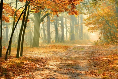 1600x900 Nature Autumn Forest Wallpapers