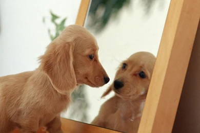 Puppy Cute Baby Puppy Photos For Facebook – Finehdwallpaperr.com