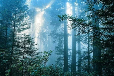 Nature Sun Tagme Wallpapers   (