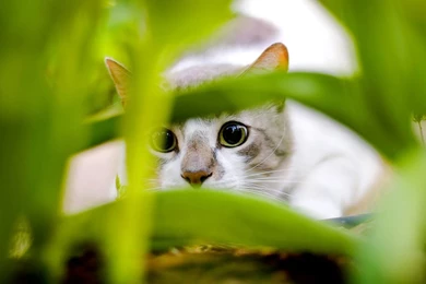 Full HD 1080p Wallpapers   Wallmanage.com