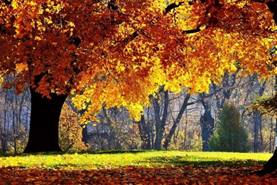 Top Autumn Wallpapers 1280x1024 Images For Pinterest