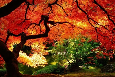 1280x1024 Maple In Autumn Desktop PC And Mac Wallpapers