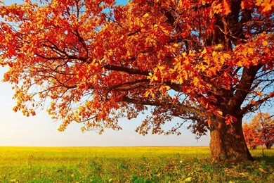 Red Tree Leaves In Autumn On The Prairie Wallpapers