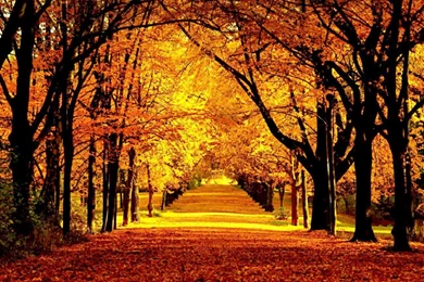Top Alley Autumn Beautiful Fall Images For Pinterest