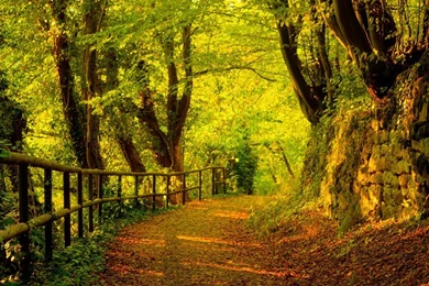 Download 1280x1024 Autumn Countryside Road Wallpapers