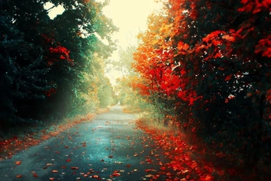 1280x1024 Fallen Leaves In Autumn Desktop PC And Mac Wallpapers