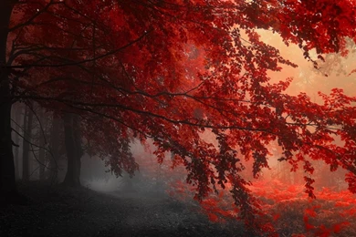 1280x1024 Red Forest Autumn Wallpapers