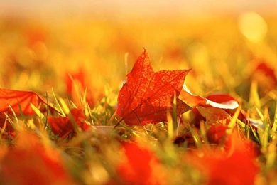 Capture The Spirit Of Autumn Wallpapers 1280x1024 NO.13 Desktop ...